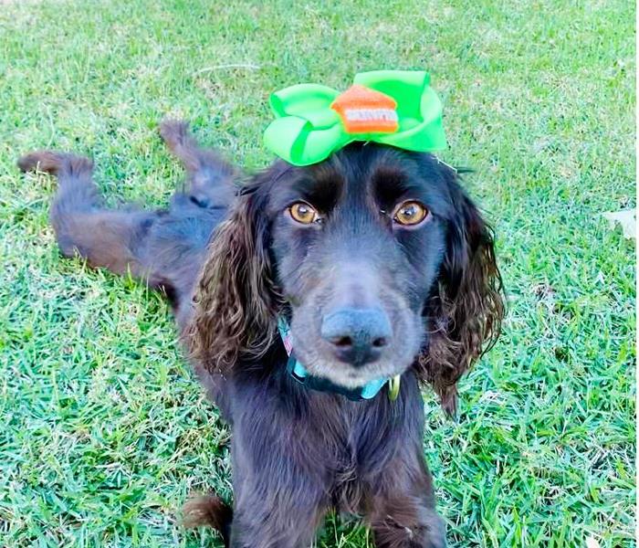 puppy dog with a SERVPRO bow in its hair 