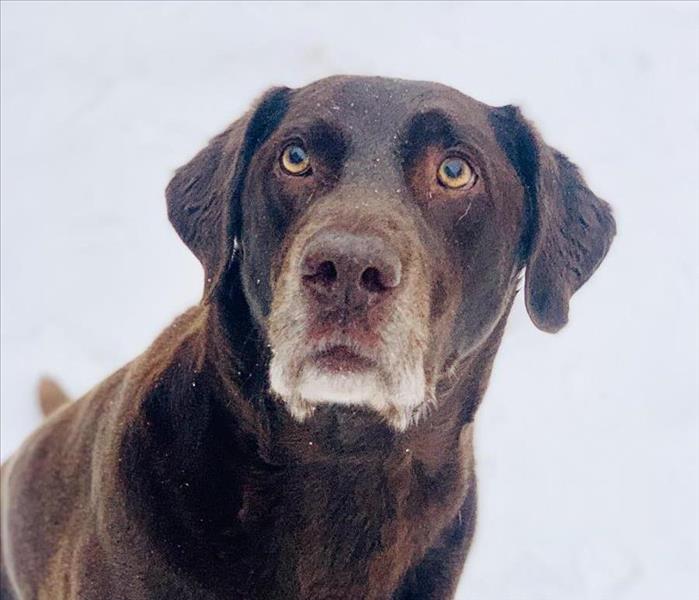 chocolate lab in the snow 